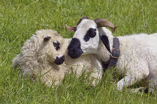 Photo de moutons thônes et marthod Vitagreen