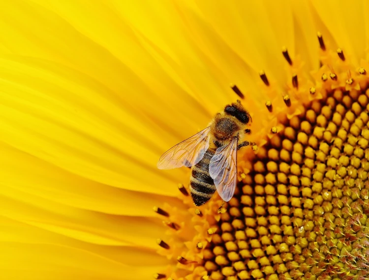 Liens entre insectes pollinisateurs et plantes