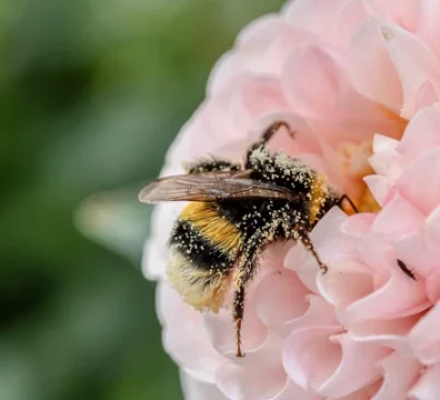 Etude sur le déclin de la pollinisation